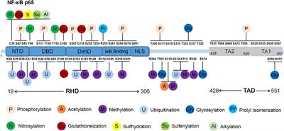 Post-translational modifications of p65: state of the art
